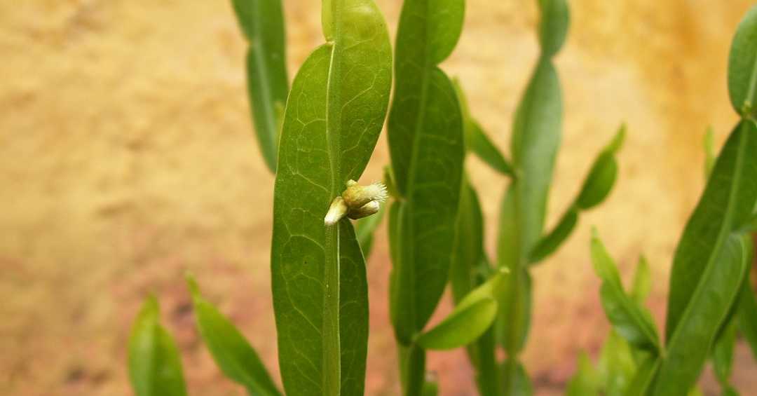 Efeito Antioxidante que Combate Radicais Livres - inspiração 1