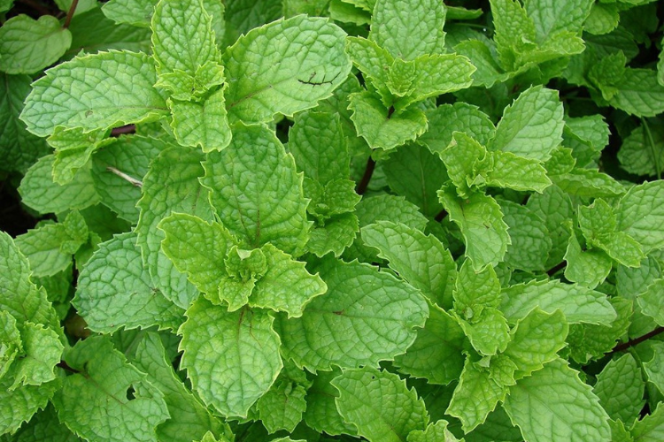 Acalma a Mente e Reduz o Estresse do Dia a Dia - inspiração 1