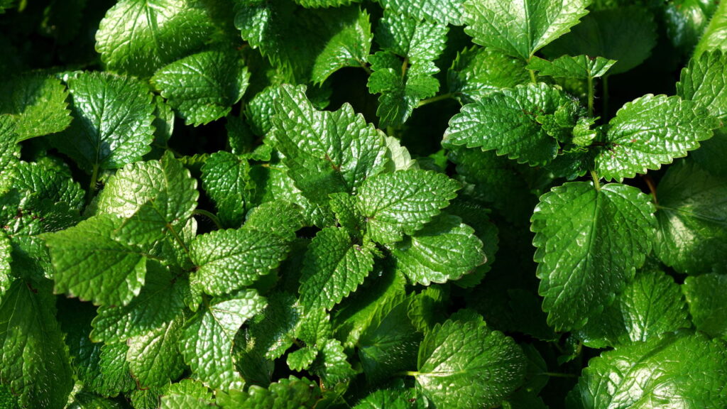 Fortalece Seu Sistema Imunológico Naturalmente - inspiração 2