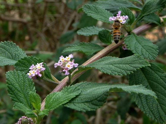Promove o Bem-Estar Emocional e Combate a Ansiedade - inspiração 1