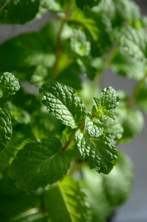 Ajuda a aliviar sintomas de resfriado e congestão - inspiração 2