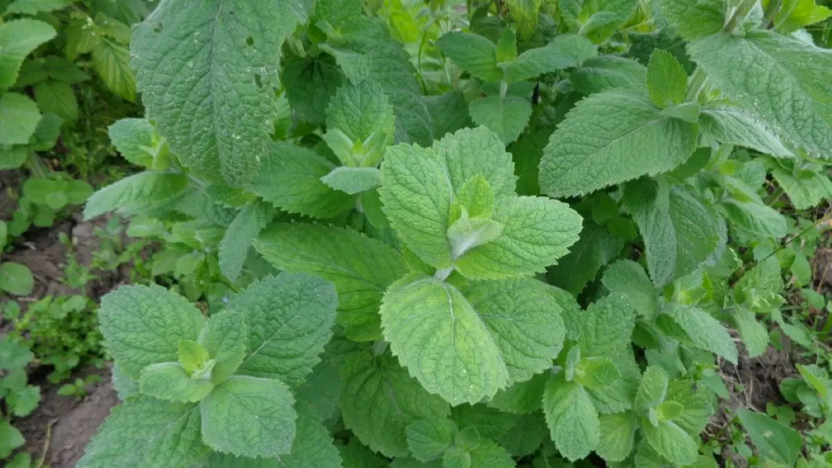 Pode auxiliar no controle de náuseas - inspiração 2