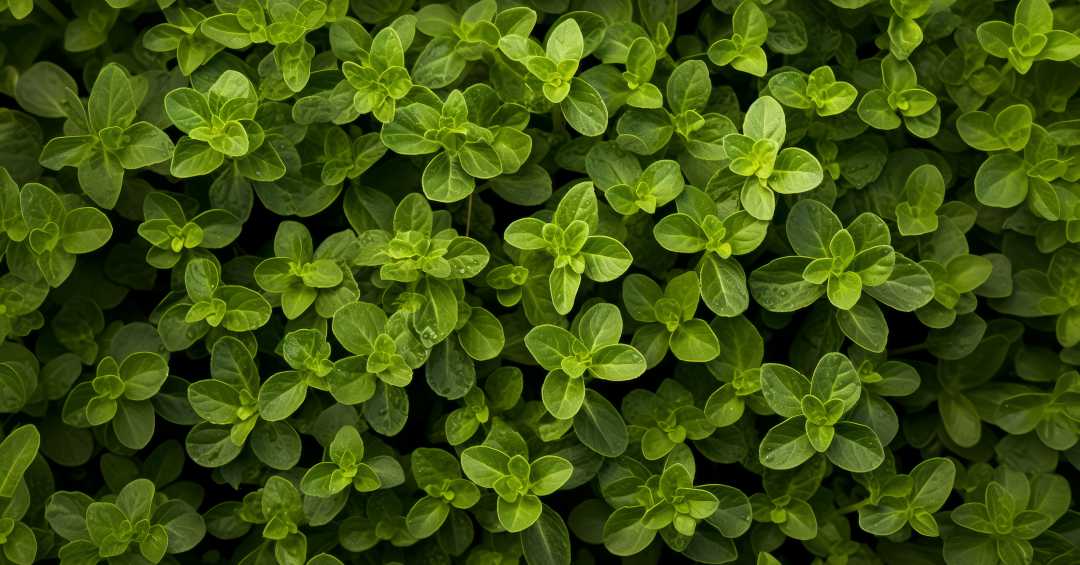 Regula o ciclo menstrual: alívio para as cólicas. - inspiração 2