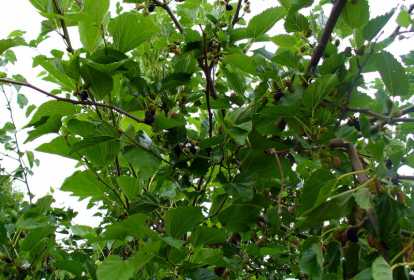 Pele Radiante e Saudável - inspiração 1