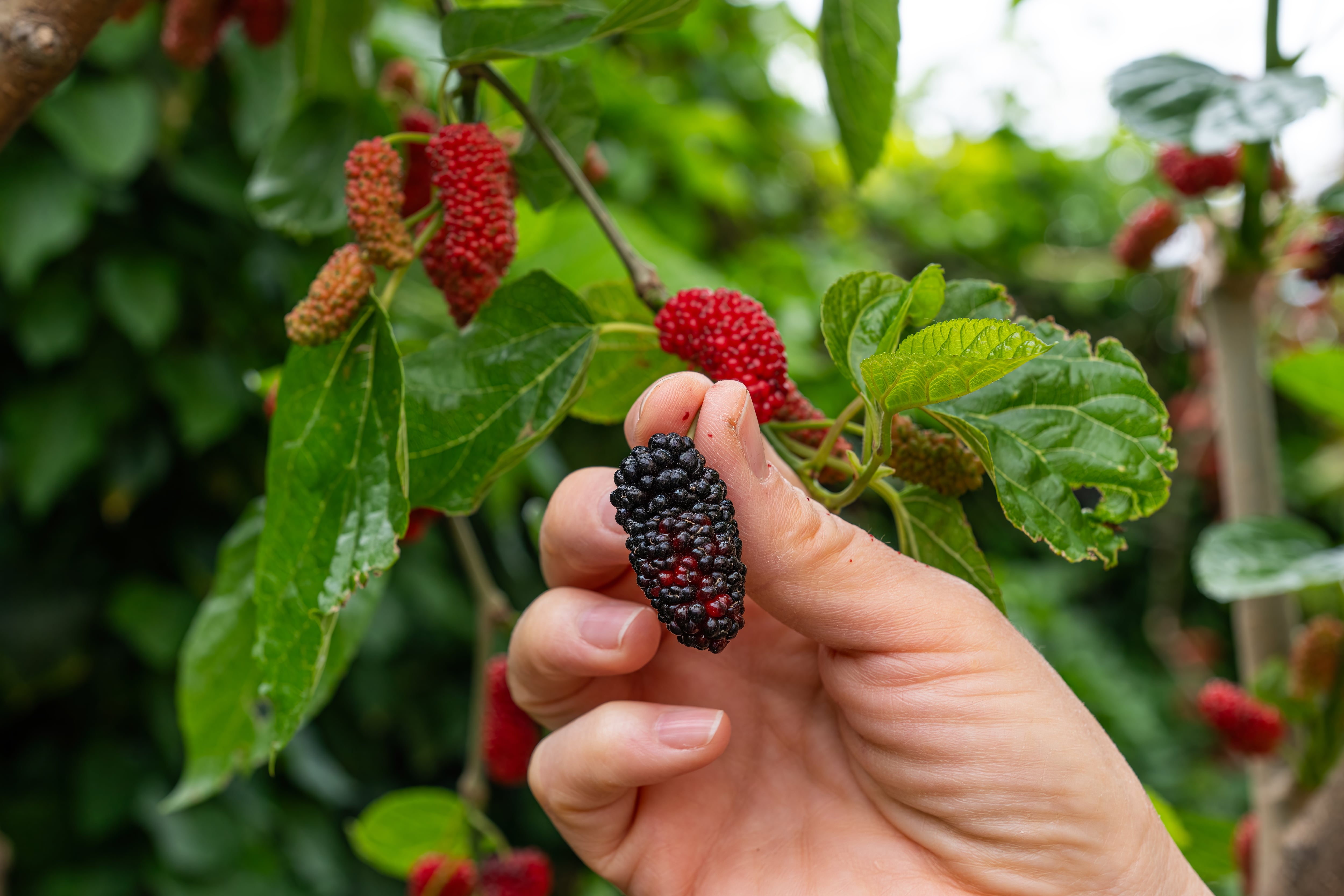 Controle da Glicemia - inspiração 1