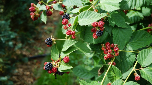 Aliado para o Emagrecimento Saudável - inspiração 1