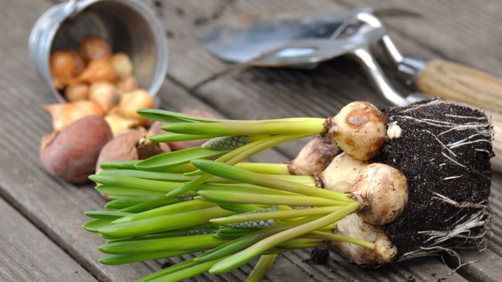 Pele Radiante: O Segredo Para um Brilho Saudável - inspiração 2