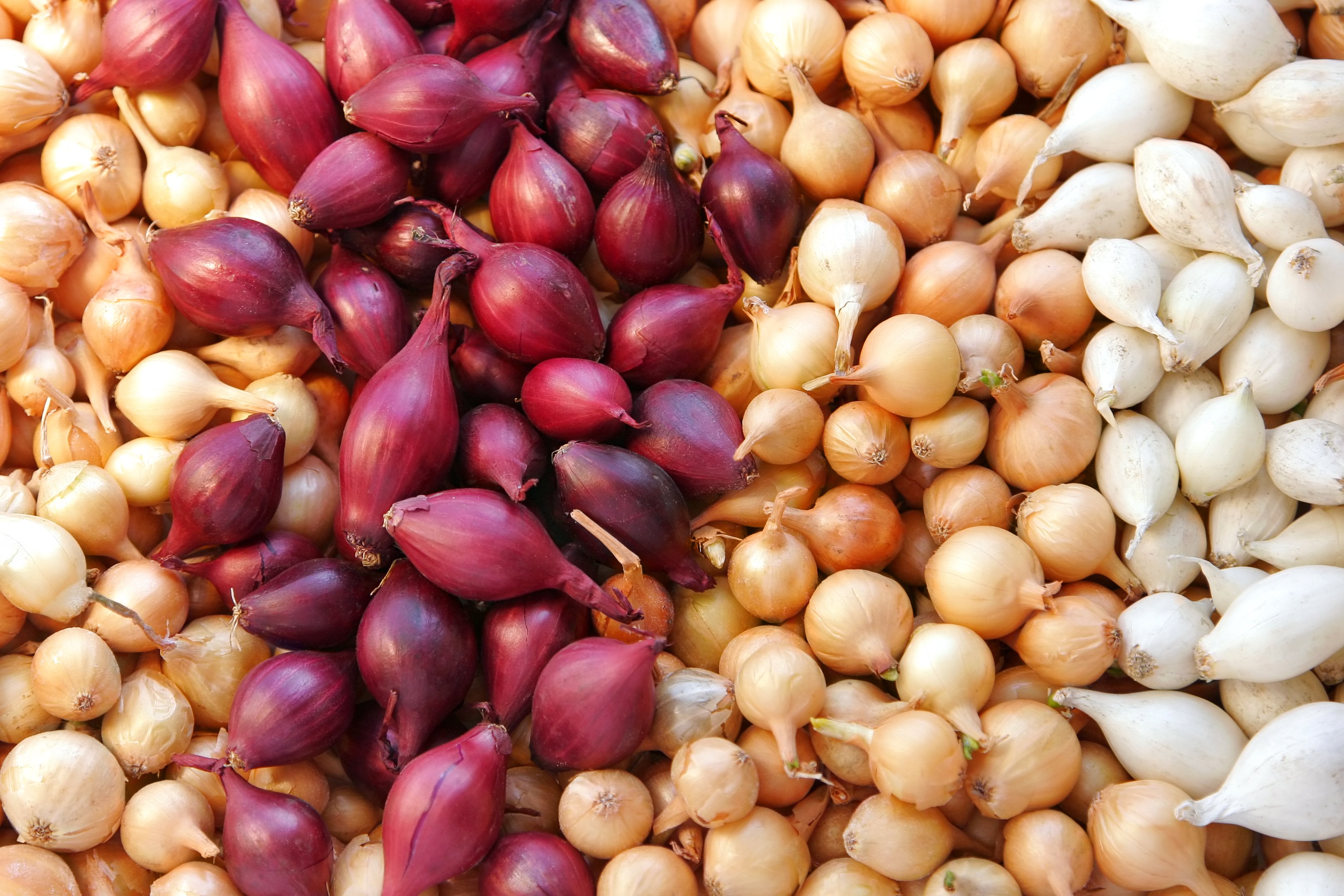 Ação Anti-inflamatória: Conforto Que Você Sente - inspiração 2