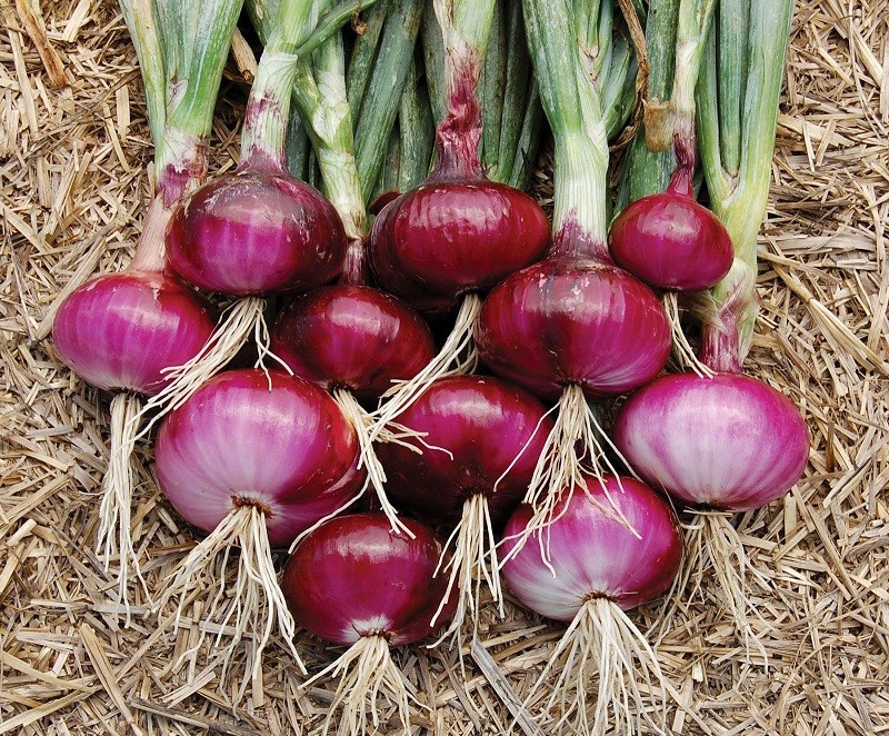 Controle Glicêmico: Um Apoio Para Sua Saúde - inspiração 2