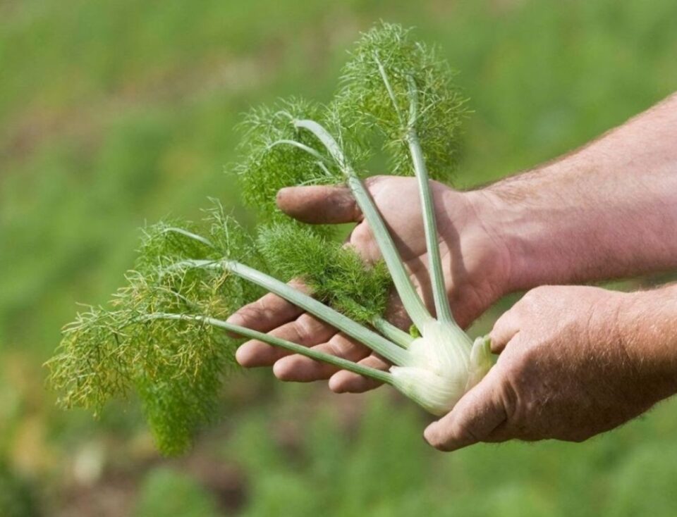 Leite Materno: Um Boost para Lactantes (Com Orientação Médica) - inspiração 2
