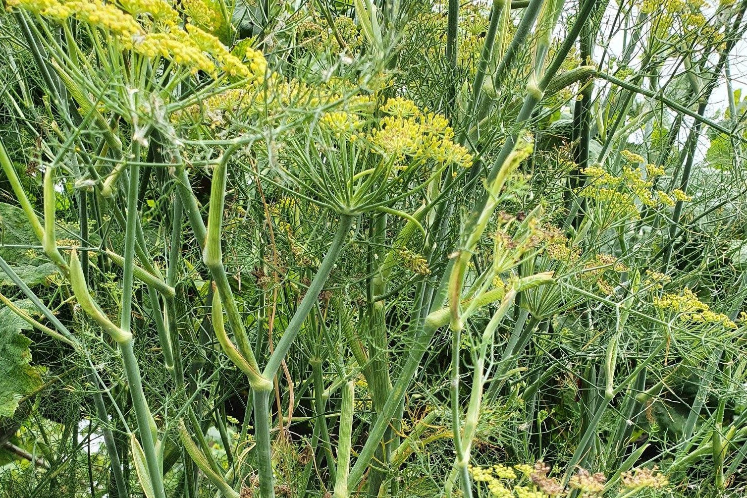 Saúde Respiratória: Facilita a Expulsão de Catarro - inspiração 1