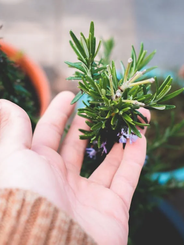 Consciência Mental e Foco: Clareza para Seus Dias - inspiração 1