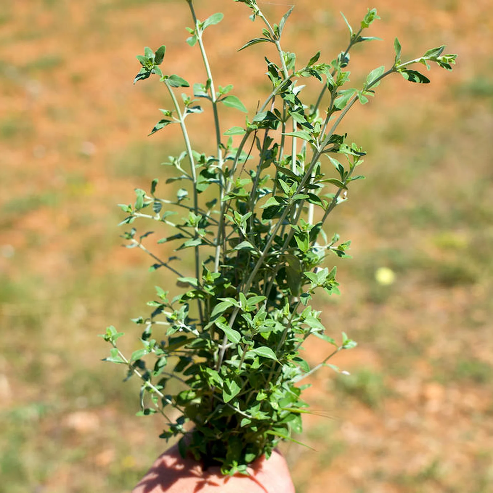 Alívio para Problemas Respiratórios - inspiração 2
