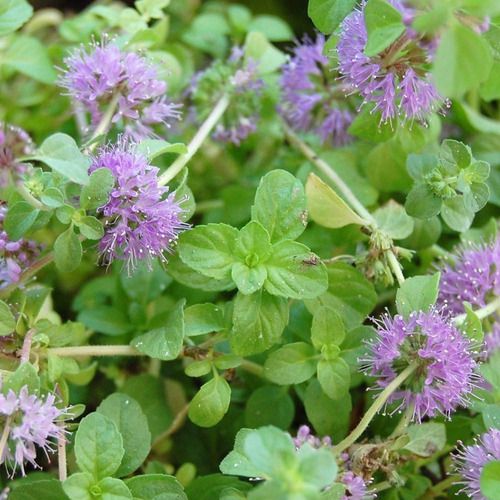 Hidratação e Detoxificação Sutil - inspiração 1