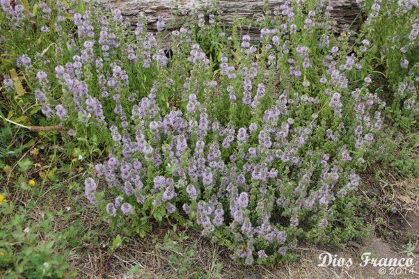 Suporte ao Ciclo Menstrual - inspiração 2