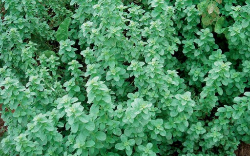 Propriedades Antioxidantes Essenciais - inspiração 1