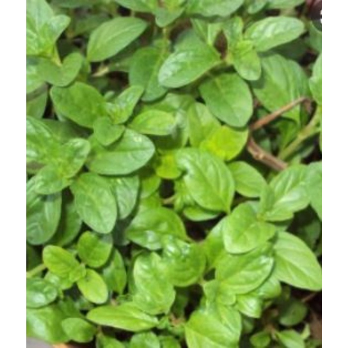 Benefícios para a Pele: Um Brilho Natural - inspiração 1