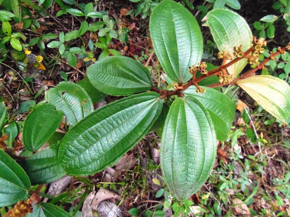 Combate à Obesidade: Um Empurrãozinho na Sua Dieta - inspiração 1