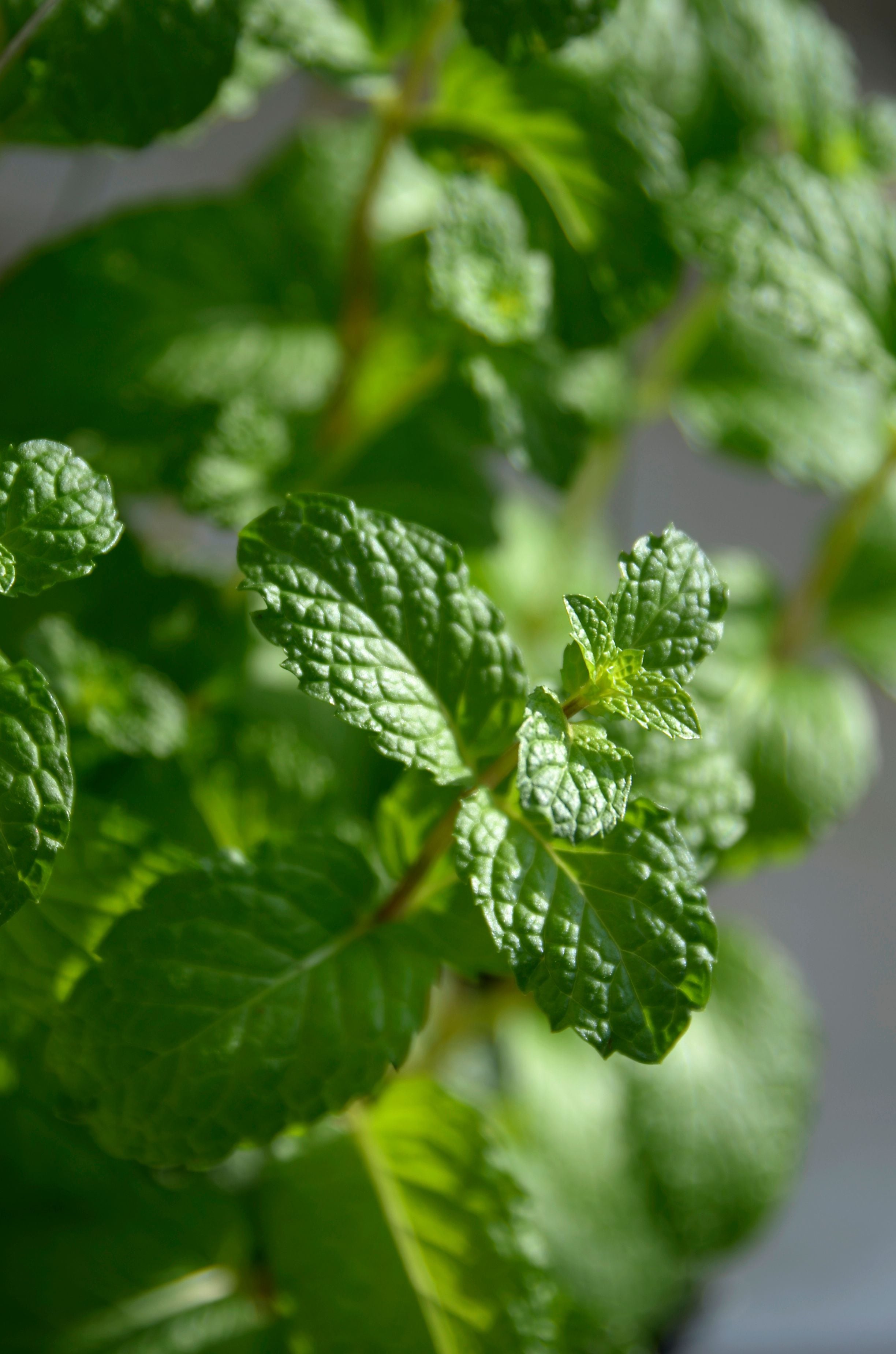 Propriedades Anti-inflamatórias e Analgésicas - inspiração 1