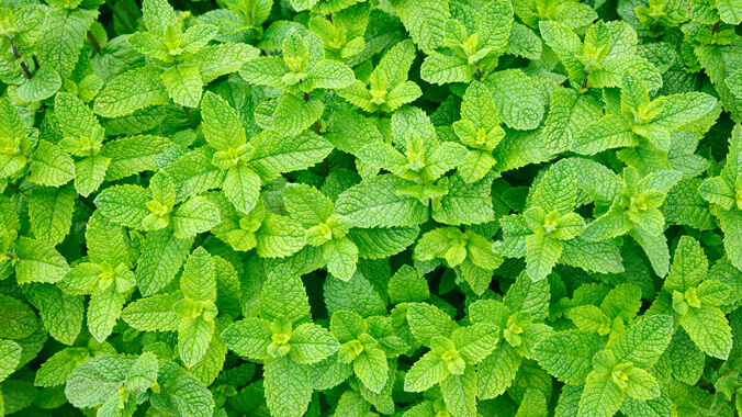 Pele Radiante: Combate à Oleosidade e Acne - inspiração 2