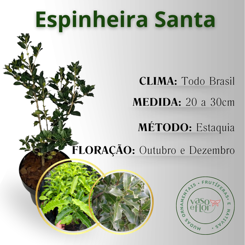 Pele Radiante: Como a Espinheira-Santa Pode Ajudar - inspiração 2