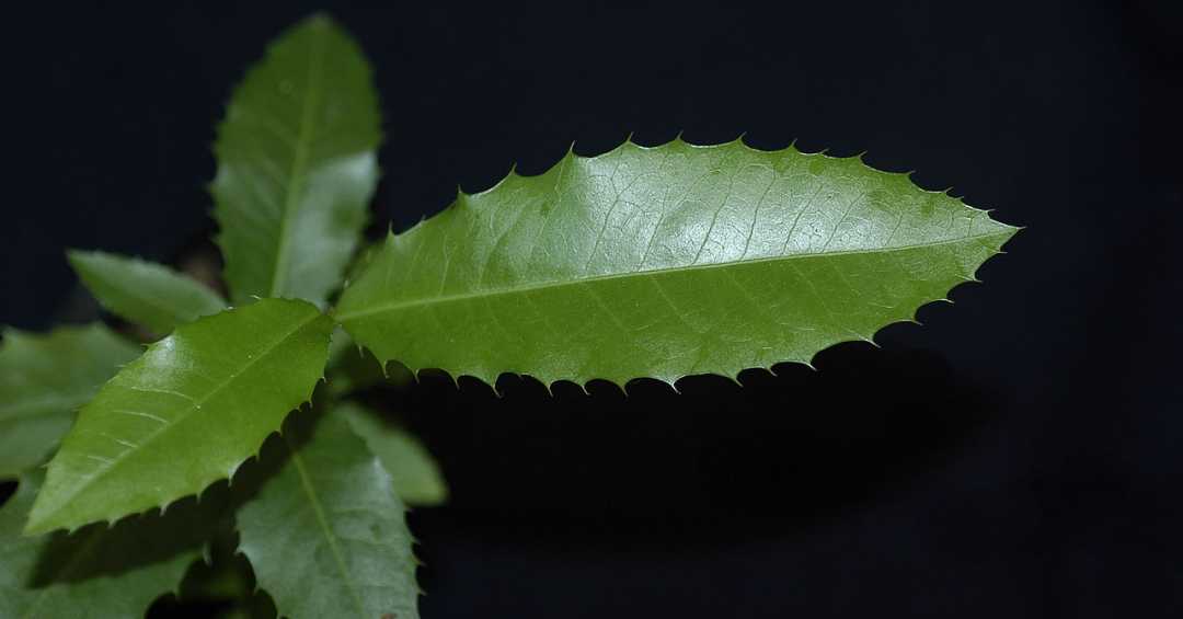 O Poder Anti-inflamatório a Seu Favor - inspiração 2