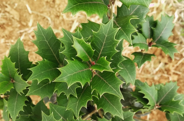 Equilíbrio Glicêmico: Uma Ajuda Delicada - inspiração 2