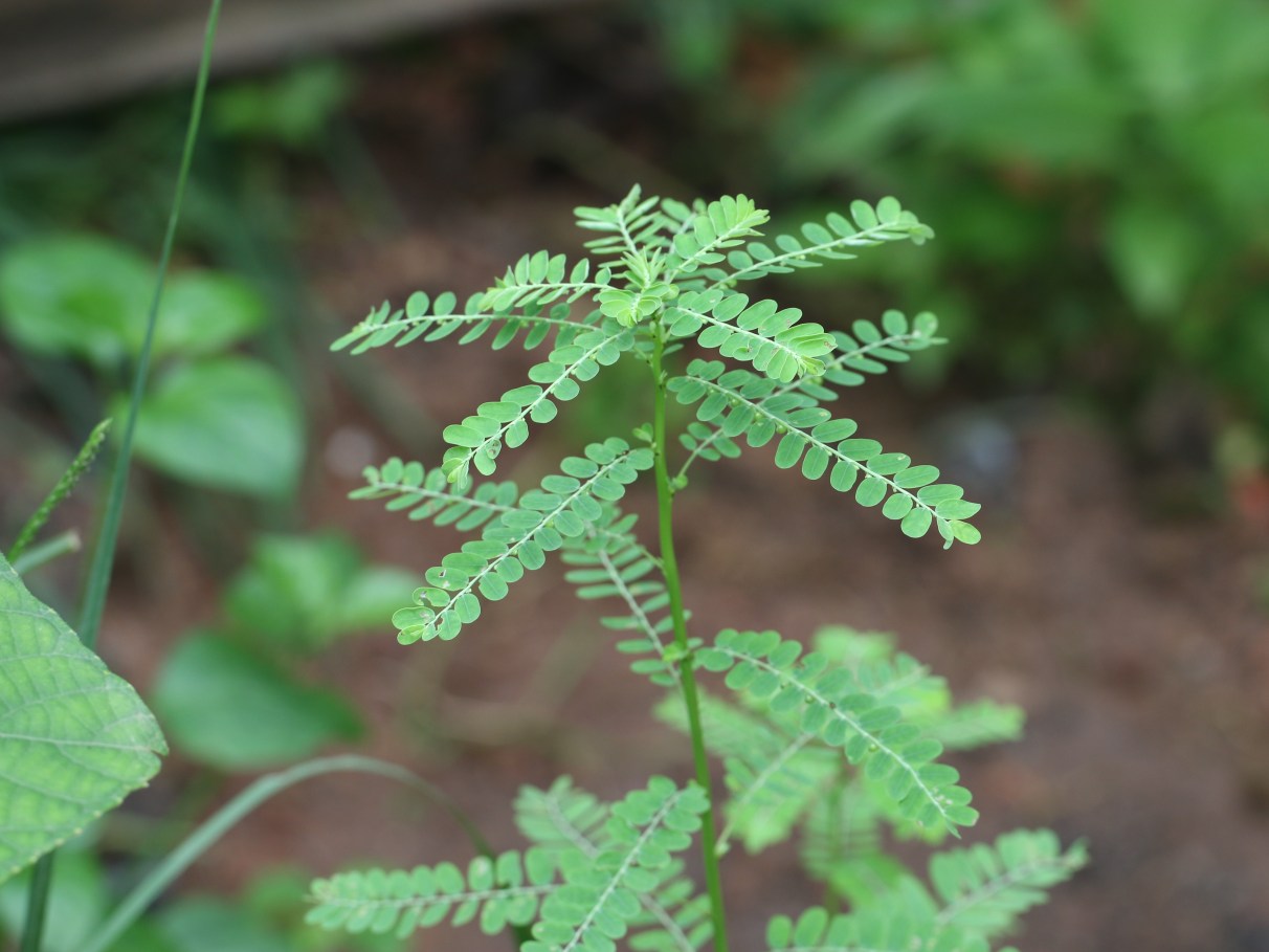 Como o Chá de Quebra Pedra Atua na Prevenção de Pedras nos Rins - inspiração 1