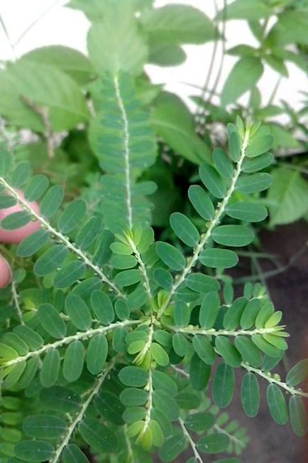 Além dos Rins: Outras Ações do Chá no Corpo - inspiração 2