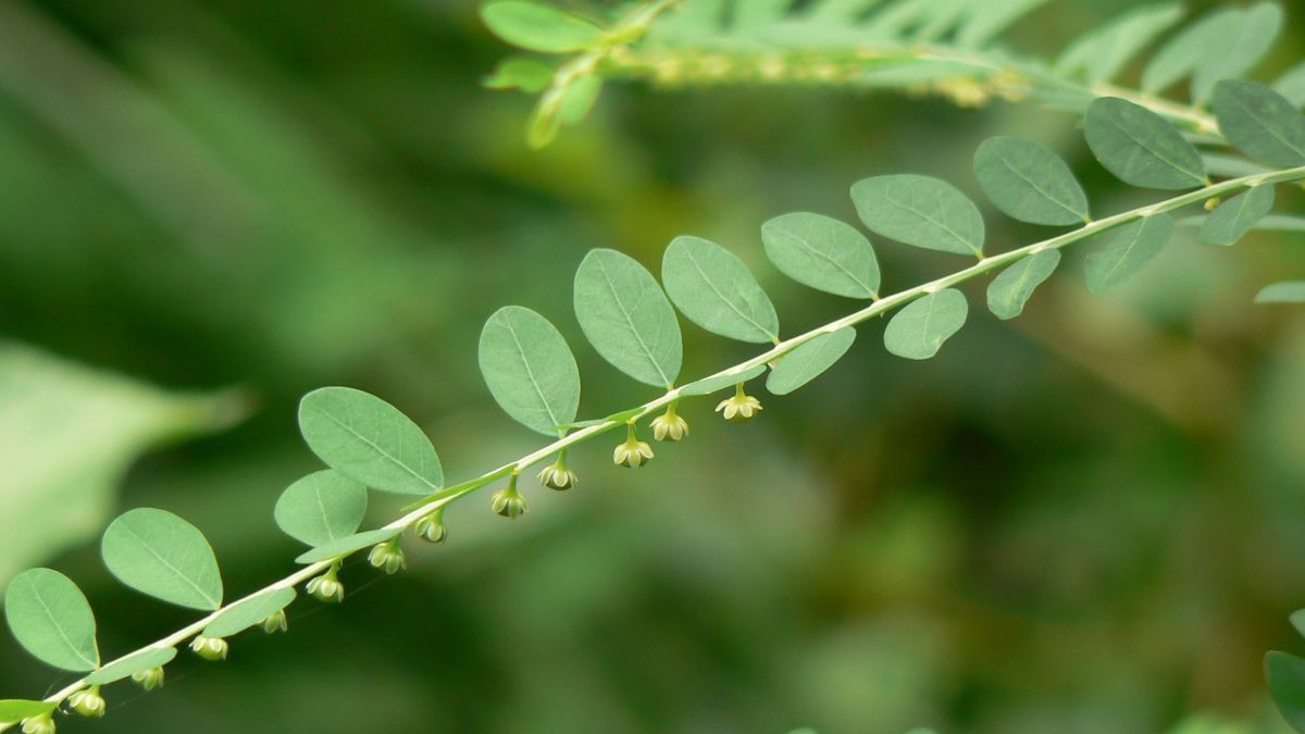 O Poder Desintoxicante do Chá para o Fígado - inspiração 1