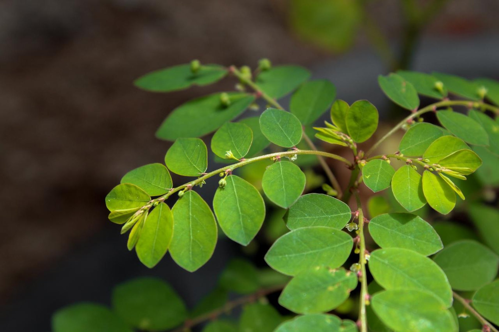 Um Aliado para a Saúde Digestiva: Menos Gases e Inchaço - inspiração 1