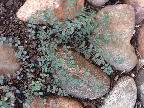 Benefícios para a Pele: Combate à Acne e Manchas - inspiração 1