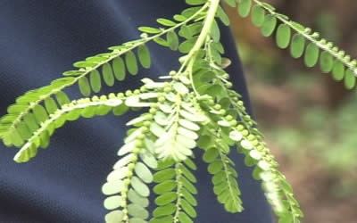 Suporte para a Saúde Urinária: Um Efeito Diurético Suave - inspiração 2