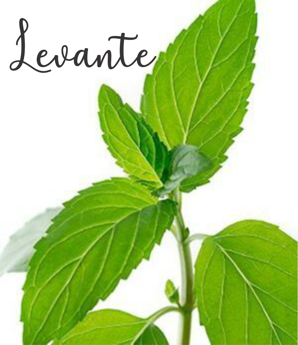 Uma Bebida Revigorante e Saborosa para o Dia a Dia - inspiração 1