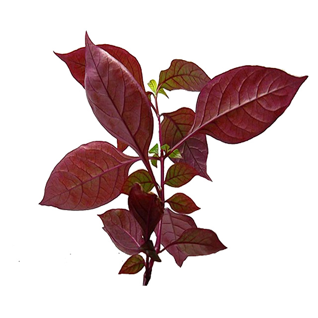 Suporte à Saúde Respiratória e Alívio de Sintomas - inspiração 1