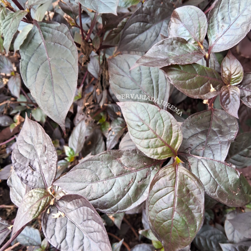 Propriedades Diuréticas e Desintoxicantes - inspiração 1