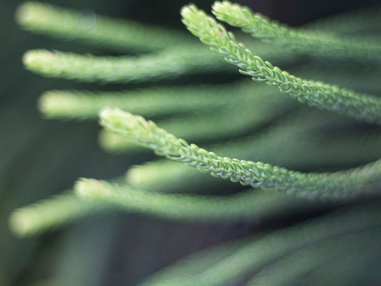 Digestão Leve: Alívio e Bem-Estar para o Seu Intestino - inspiração 1