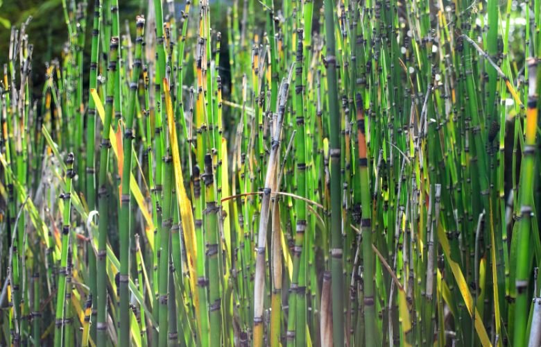 Cicatrização Acelerada: Feridas e Cortes Tratados Naturalmente - inspiração 2