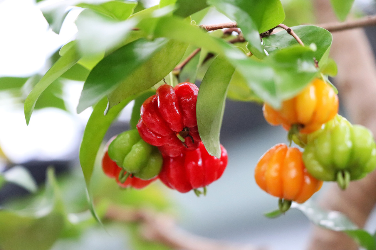 Digestão Leve e Eficaz: Adeus, Desconfortos! - inspiração 1