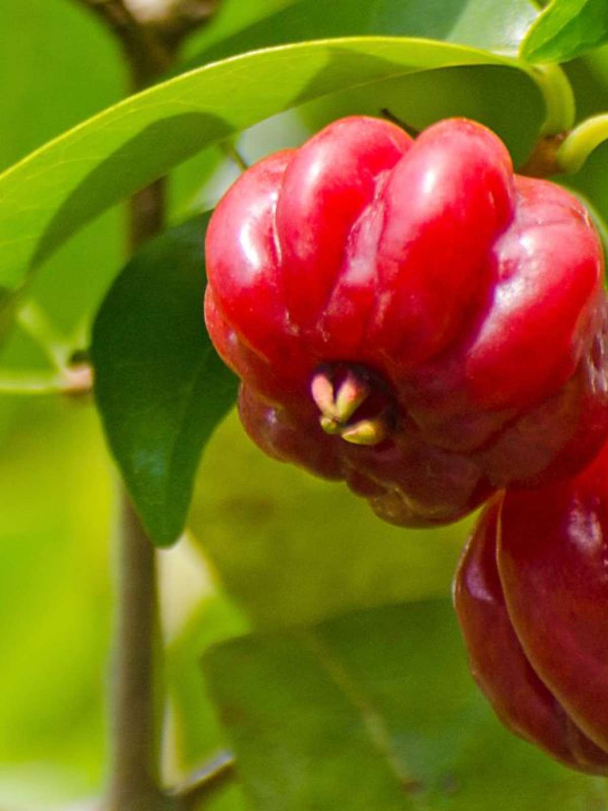 Controle do Açúcar no Sangue: Um Aliado Importante - inspiração 1