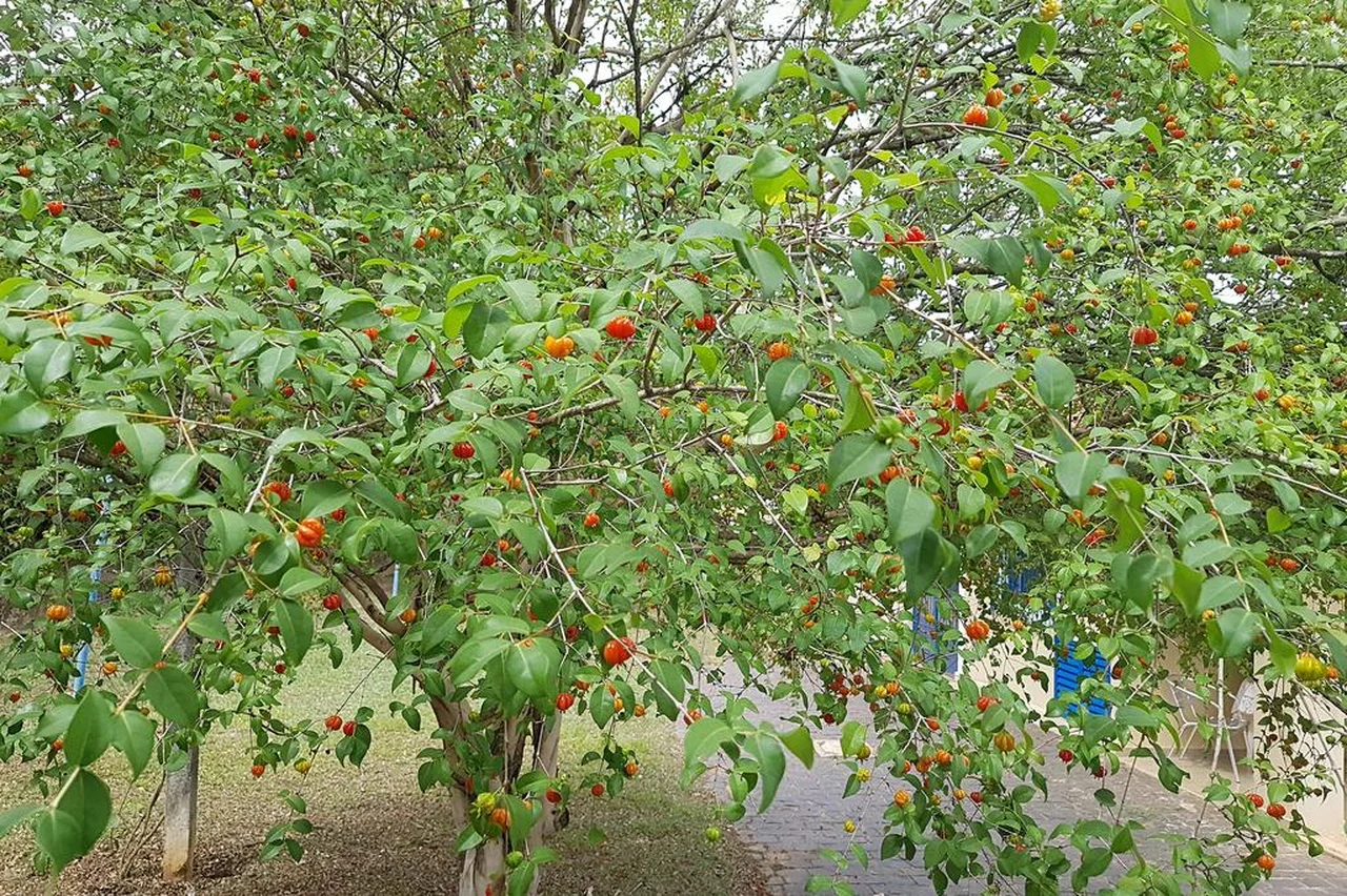 Propriedades Anti-inflamatórias: Alívio e Bem-Estar - inspiração 1