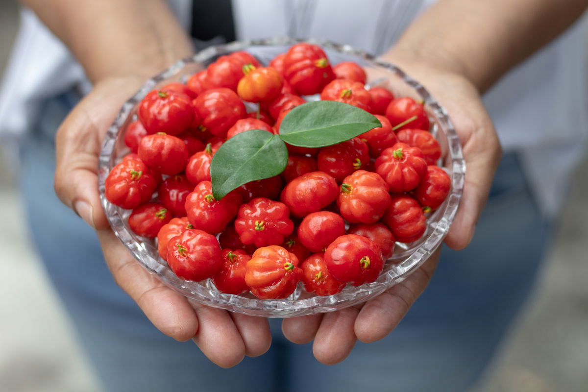 Variedade de Usos: Do Chá a Receitas Deliciosas - inspiração 1