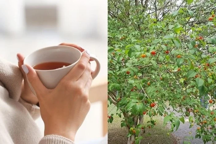 Variedade de Usos: Do Chá a Receitas Deliciosas - inspiração 2