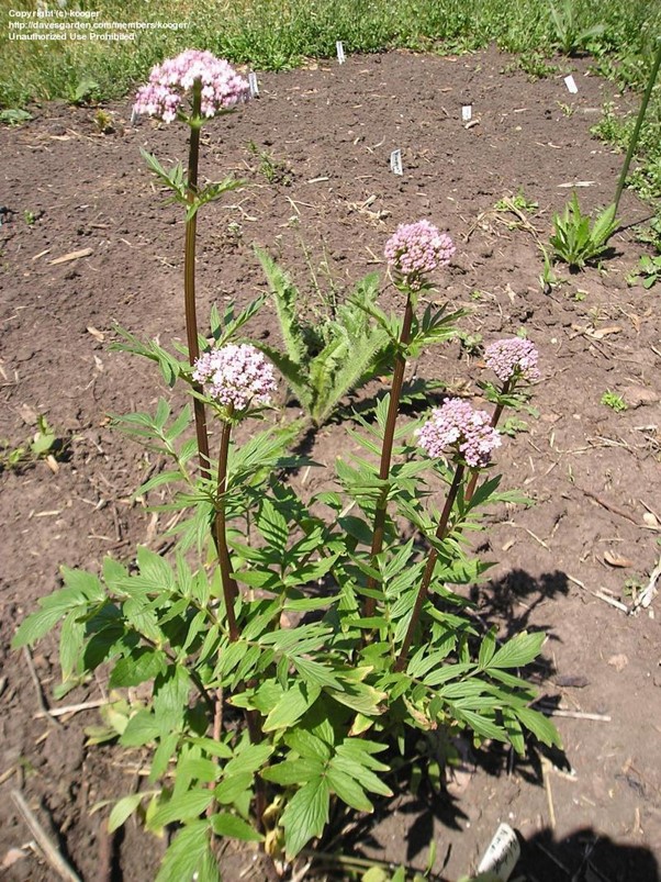 Perguntas Frequentes Sobre o Chá de Valeriana - inspiração 2