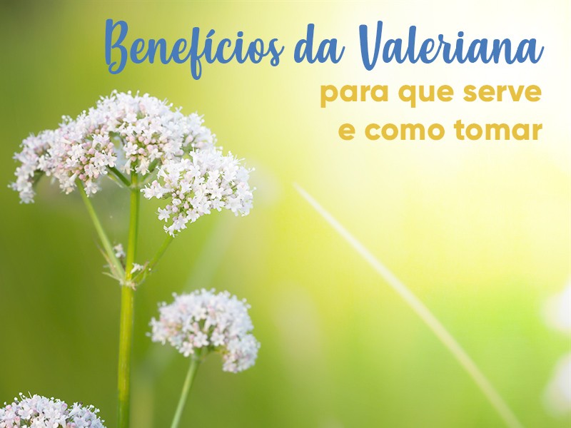 Impacto da Valeriana na Sua Disposição - inspiração 2