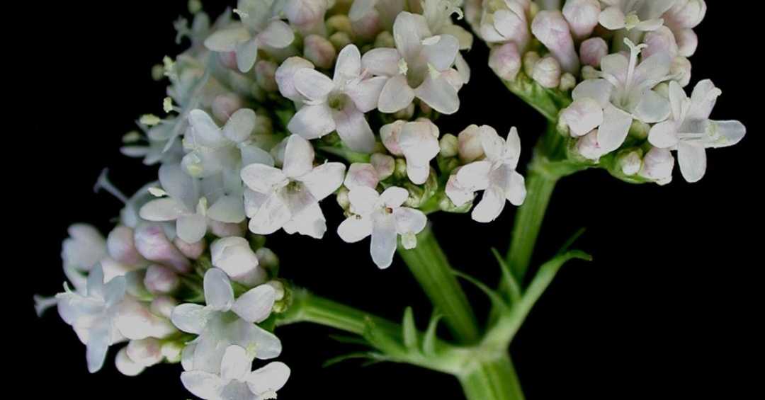 O Chá de Valeriana e a Saúde Digestiva - inspiração 1