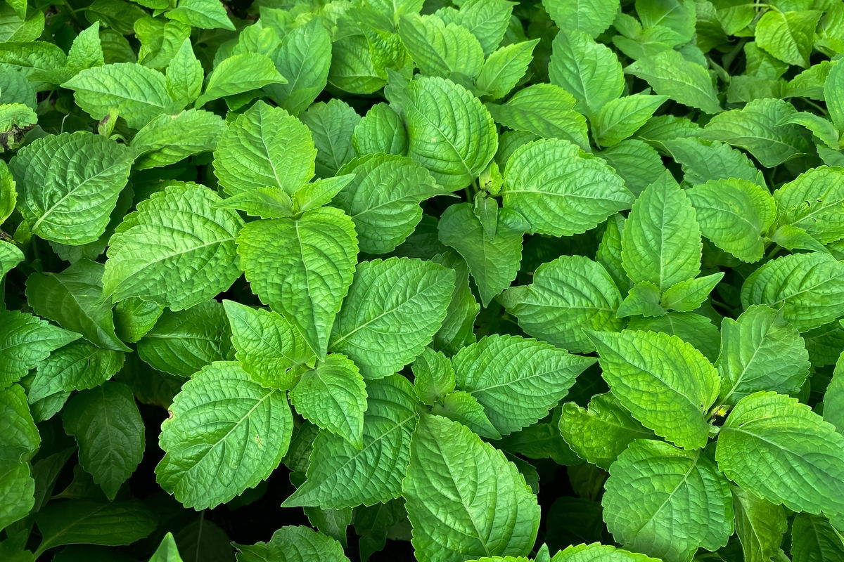 Alívio para o Estresse e Ansiedade: Uma Dose de Calma - inspiração 1