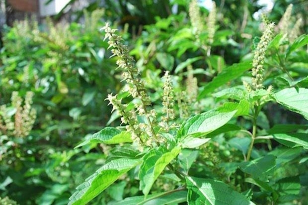 Pele Radiante: Benefícios Visíveis para a Pele - inspiração 1