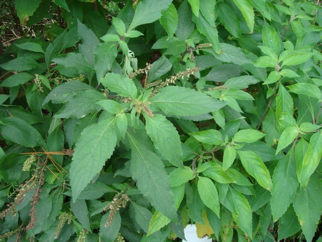 Ação Anti-inflamatória: Combate Inflamações Naturais - inspiração 1