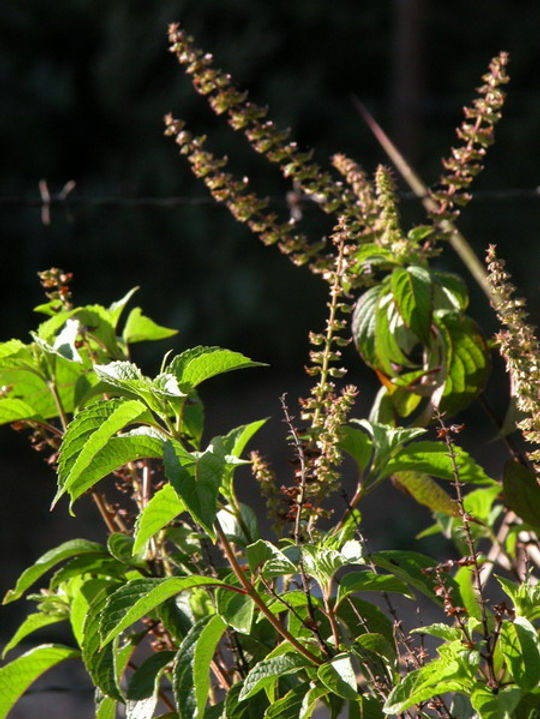 Propriedades Antioxidantes: Proteção Celular Essencial - inspiração 2